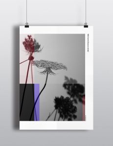 Project 365 - Wild Carrot Poster